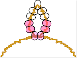 beaniecrown1.gif (4505 bytes)