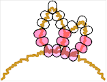beaniecrown2.gif (5719 bytes)