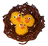 chicksnest_small.gif (6636 bytes)