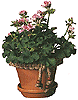 macrame_plant_small.gif (5558 bytes)