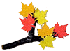 pin_maple_small.gif (3718 bytes)