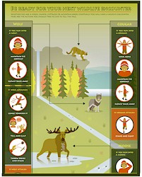 What to do when you see a wild animal.