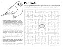 pet-birds