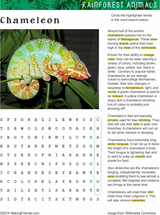 Fact Sheet and Word Search for Chameleon Habitat - MakingFriends