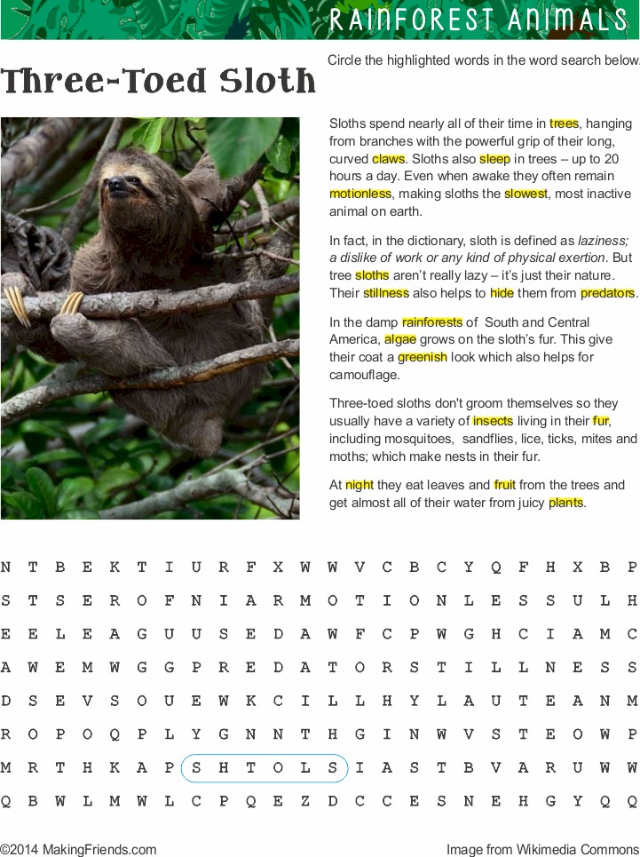 rainforest-sloth