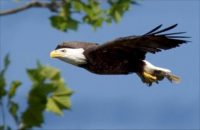 Flying Bald Eagle
