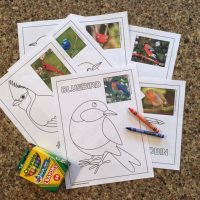 Bird Identification Coloring Pages