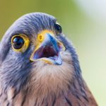 Bird Advocate Program