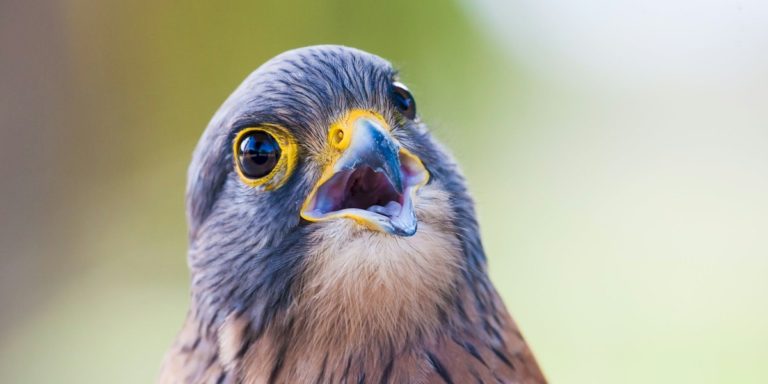 Bird Advocate Program