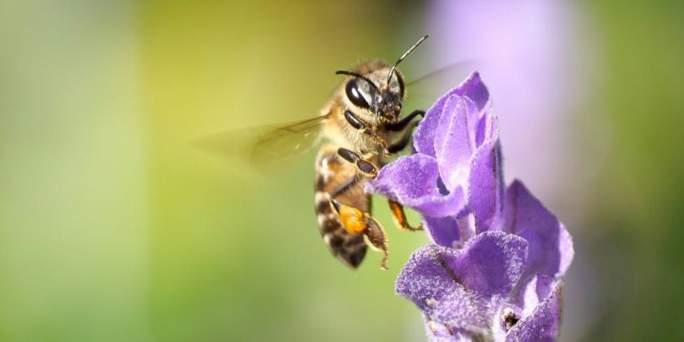 Honey Bee Advocate Program