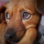 Pet Advocacy