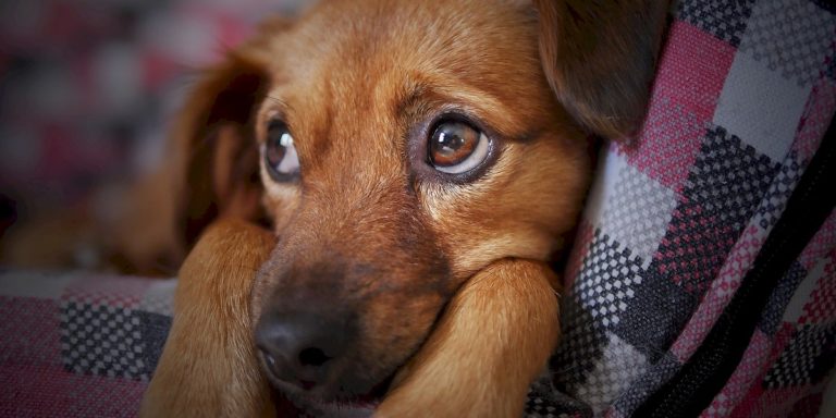 Pet Advocacy