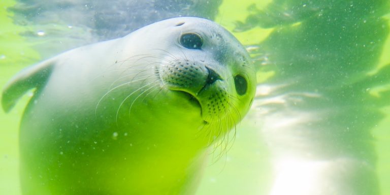 Sea Life Advocacy