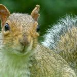 Wildlife Advocacy Program