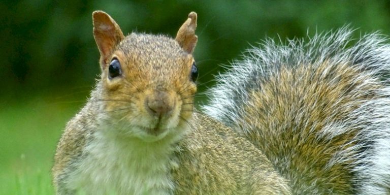 Wildlife Advocacy Program
