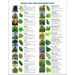 Girl Scout Tree Scavenger Hunt