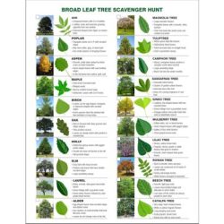 Girl Scout Tree Scavenger Hunt