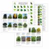 Girl Scout Tree Identification Swap Download