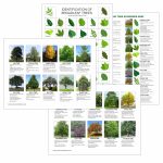 Girl Scout Tree Identification Swap Download