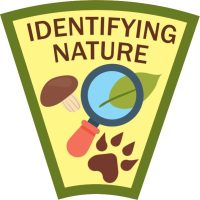 Scout-identifying-nature-patch-program