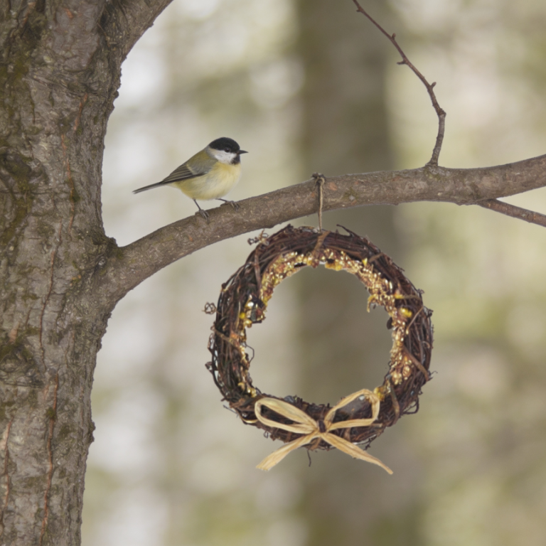 Bird Seed Wreath Craft for Girl Scouts