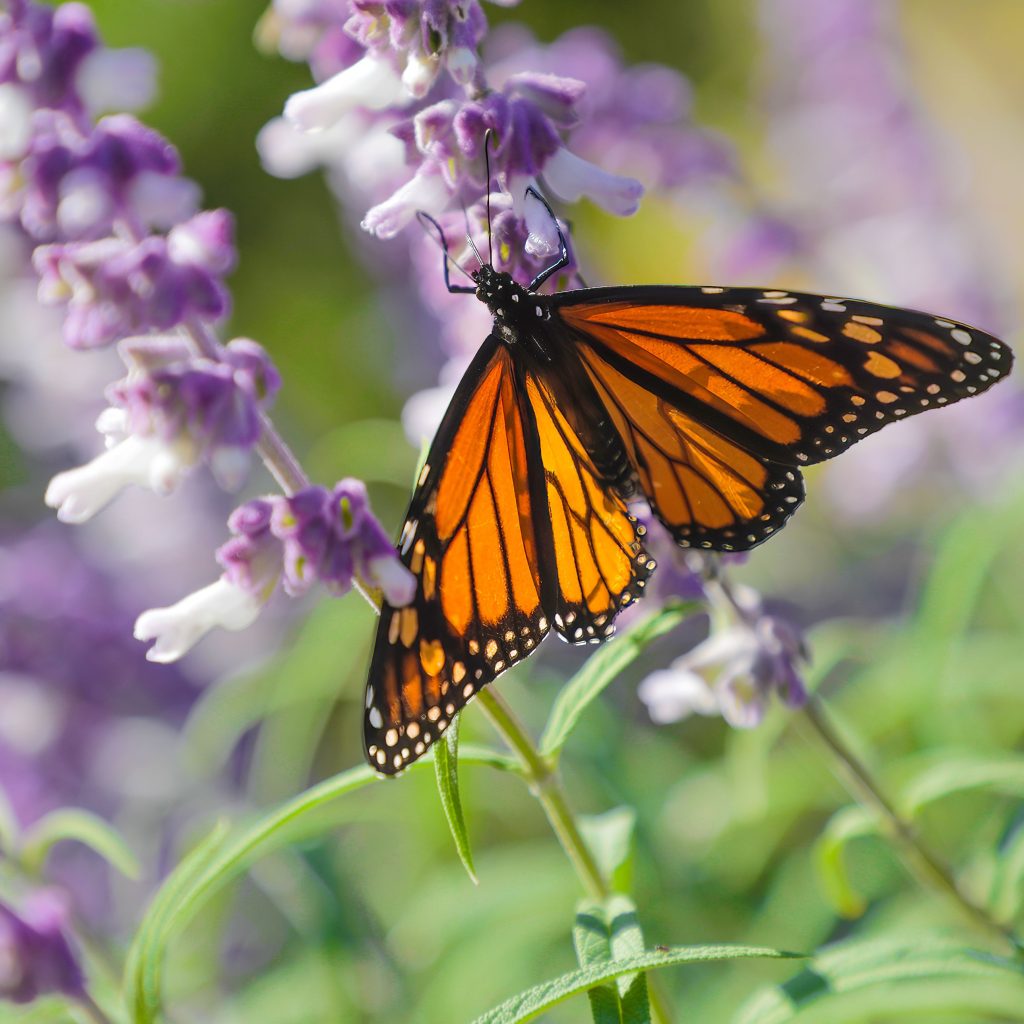 Girl Scouts help protect endangered species