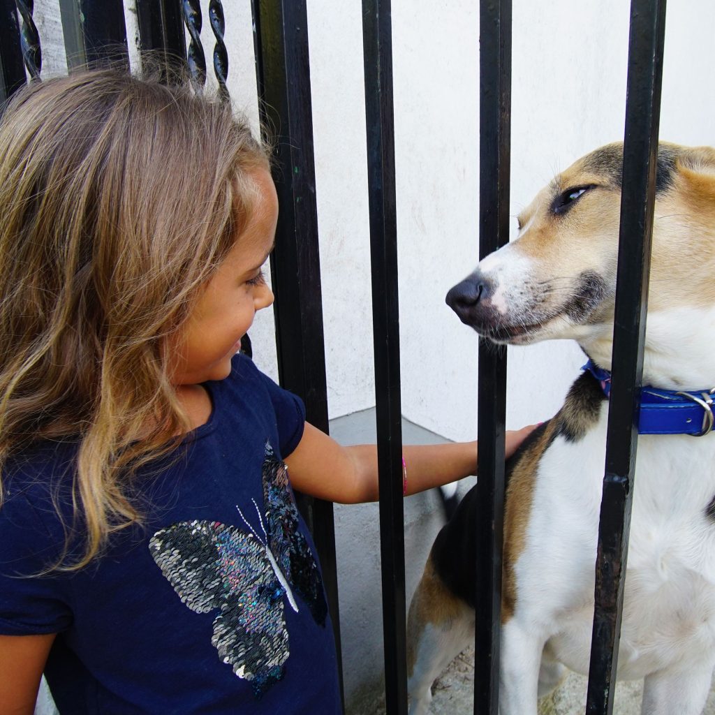 Brownie Girl Scout Pet Badge Ideas