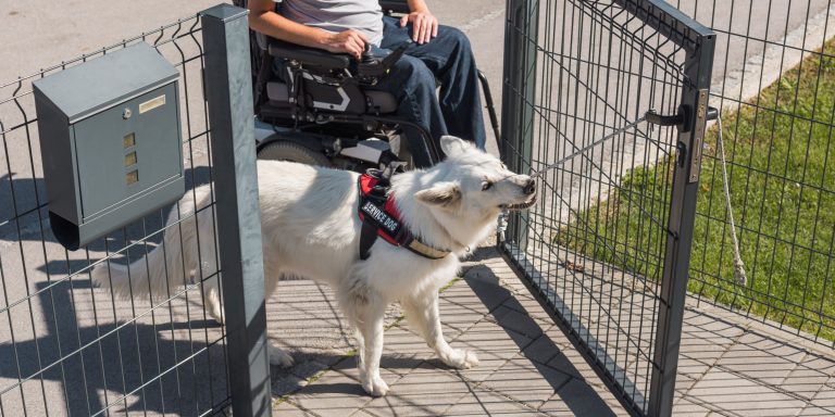 Cadette Animal Helpers: A Complete Guide to Earning
